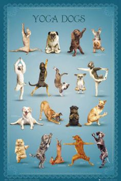 the yoga dogs poster is displayed in front of a blue background with various poses and colors