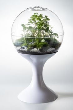 a plant in a glass bowl on top of a white stand