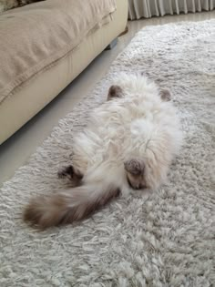 a fluffy white cat laying on top of a rug