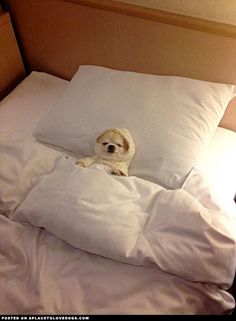 a small dog laying on top of a bed under a white pillow with the caption boa note grupo