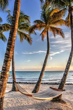 a hammock between two palm trees on the beach