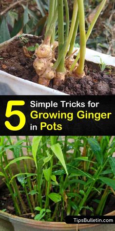 growing ginger in pots with text overlay that reads 5 simple tricks for growing ginger in pots