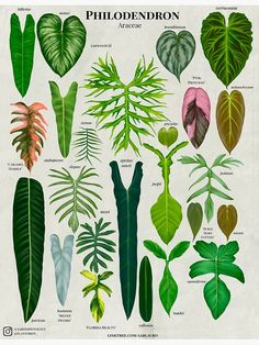 an illustration of different types of plants and their leaves, from the book'plant identification guide