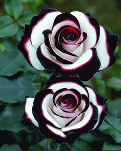 two black and white roses with green leaves