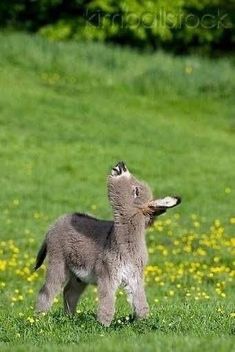 a small gray dog standing on top of a lush green field