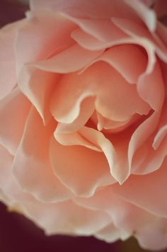 a pink rose is shown in close up