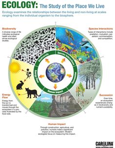 an image of the ecology wheel with animals and plants in different sections, including water, land