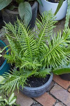 several potted plants sitting on the ground next to each other