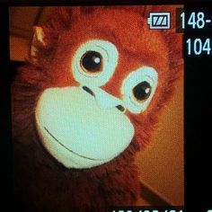 a close up of a monkey on a television screen