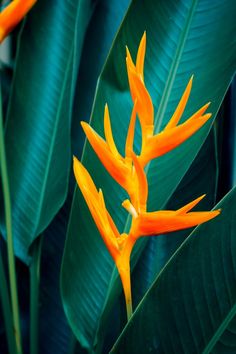 the orange flowers are blooming on the green leaves in the plant's garden