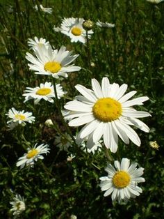 some white and yellow flowers in the grass