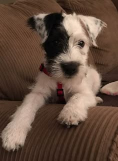 a small black and white dog laying on top of a couch