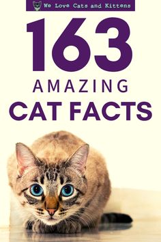 a cat sitting on top of a table next to the words,'138 amazing cat fact