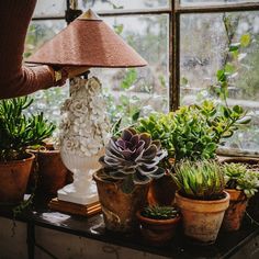 a table topped with potted plants next to a window