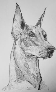 a pencil drawing of a dog's head