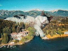 a cat is flying over the water with its head above it's back legs