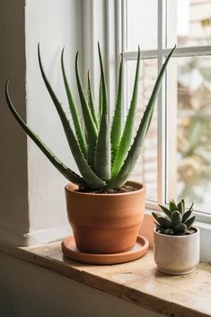 two succulent plants sit on a window sill next to a potted plant