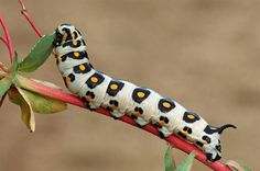 Butterfly Chrysalis, Love The World, Bug Collection, Animals Flowers, Cool Bugs, Beautiful Bugs, Arthropods, All About Animals