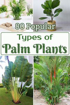 there are many different types of palm plants