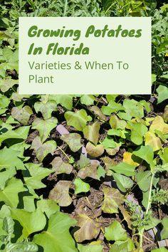 growing potatoes in florida varieties and when to plant cover image with text overlay that reads growing potatoes in florida varieties and when to plant