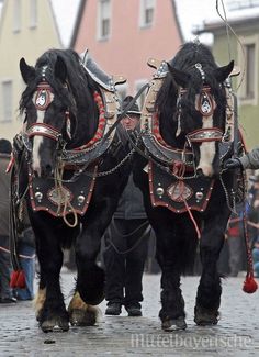 two black horses with red and gold harnesses are walking down the street while people look on