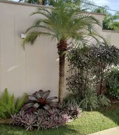 a palm tree in the middle of a garden