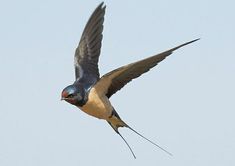 a bird flying through the air with its wings spread