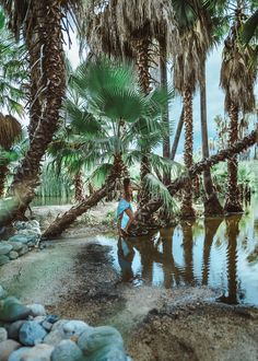 a person standing in the water surrounded by palm trees and rocks, near a stream