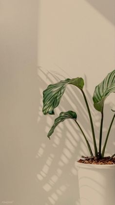 a potted plant sitting on top of a table next to a white wall with long green leaves