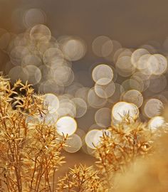 some very pretty yellow flowers with blurry lights in the background