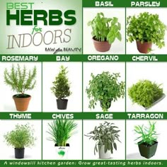 the best herbs for indoorss are shown in this poster, which shows different types of plants