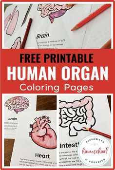 the free printable human organ coloring pages are perfect for kids to color and practice