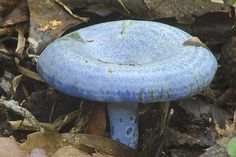 a blue mushroom sits on the ground among leaves