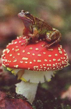 a frog sitting on top of a red mushroom