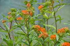 some orange and green plants with leaves on them