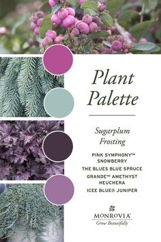 an advertisement for the plant palette