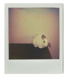 a small white rabbit sitting on top of a table