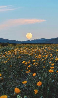 a field full of yellow flowers with the moon in the background