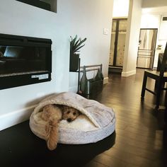 a dog is curled up in his bed by the fireplace