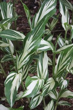 some white and green plants in the dirt