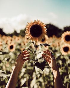 two hands holding up a sunflower in front of a field of sunflowers