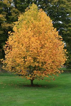 a large tree with yellow leaves in the middle of a green field next to trees