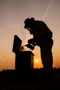 a beekeeper in silhouette with the sun setting behind him and swarming his hives