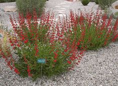 some red flowers are growing in the gravel