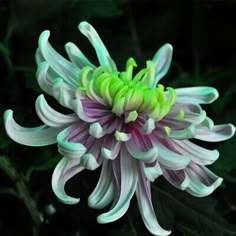 a purple and green flower with leaves in the background