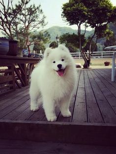 a small white dog standing on top of a wooden deck with trees in the background