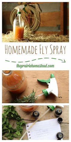 homemade fly spray recipe for kids to make