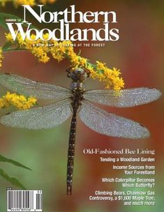 the cover of northern woodlandss magazine with a dragonfly on it's back