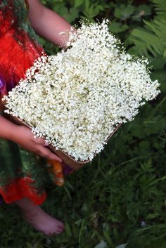 a person holding a bunch of white flowers in their hands with green plants behind them