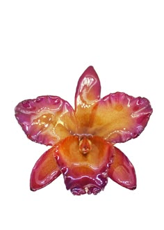 an orange and pink flower on a white background